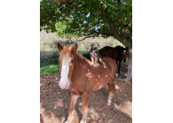 Villa Le Méliet in de Ardeche met paardenpark VMP119